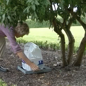 formering av roser formering av roser